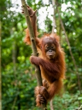 Oran-Utan jong in een boom, Sumatra